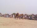 Khanewal, Camel Fight Festival 