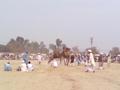 Khanewal, Camel Fight Festival 