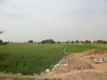 Green Field, Chak 97/JB, Toba Tek Singh