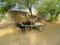Village Transport, Chak 689/31 GB, Shorkot