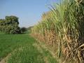 sugar cane fields lahore