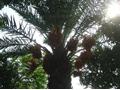 Dates Tree, Home Garden