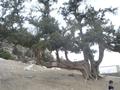 ziarat