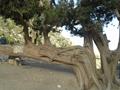 Famous tree of Ziarat