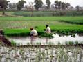 Rice Fields, Larkana, Sindh Pakistan
