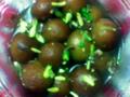 Gulab Jamun