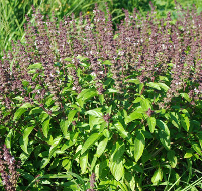 Health Benefits Of Tulsi or Basil